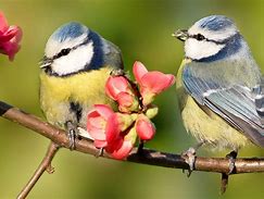 birds of a feather flock together